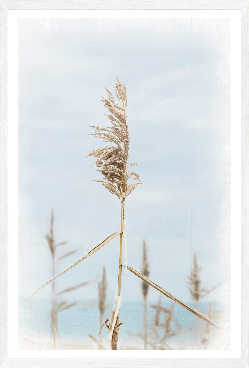 Dune Grass