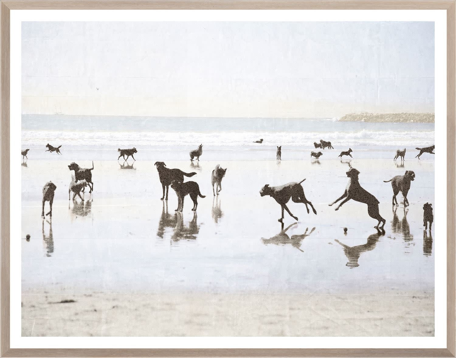 CA - Dogs Day at the Beach - Medium