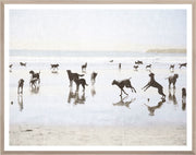 CA - Dogs Day at the Beach - Medium