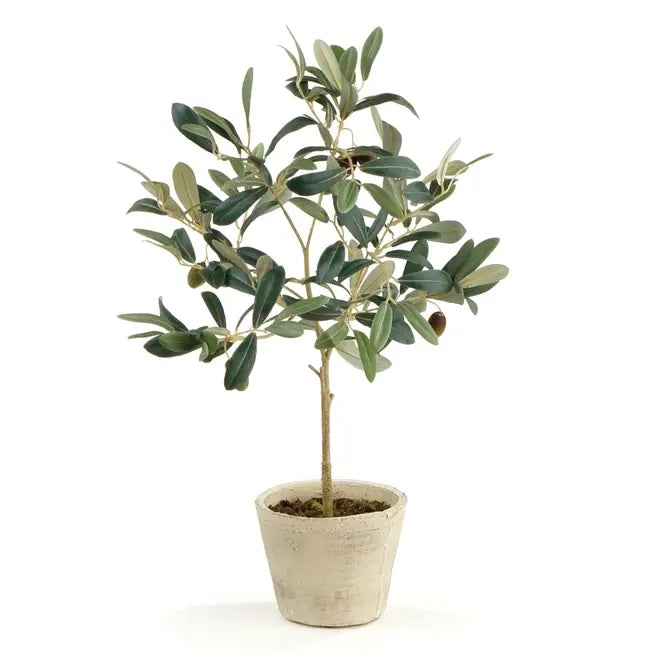 Potted Olive Tree with Fruit
