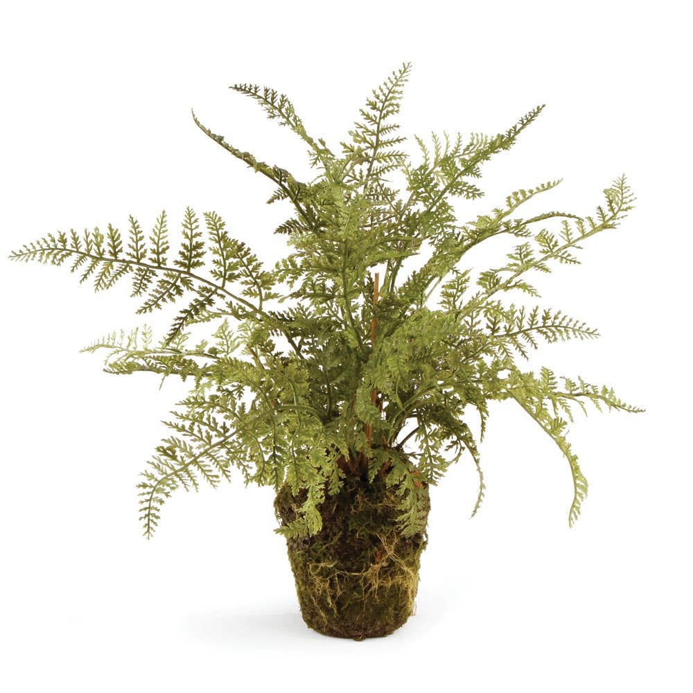 Soft Fern Drop-In