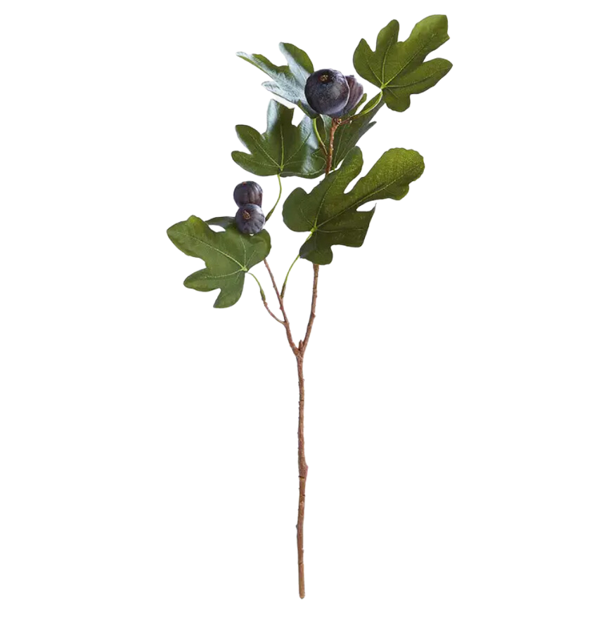 Fig Stem