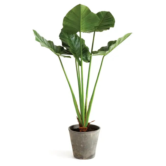 Potted Alocasia