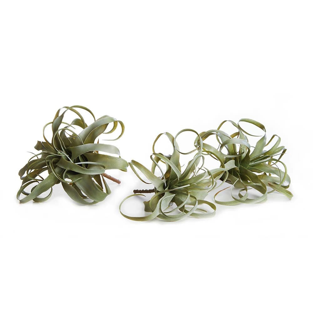 Tillandsia - Air Plant