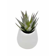 Round White Pot - Yucca