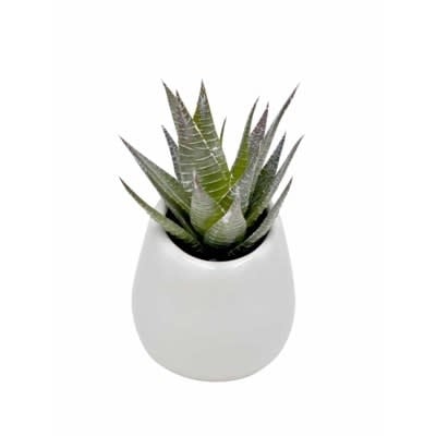 Round White Pot - Yucca