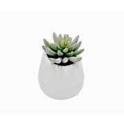 Round White Pot - Sedum
