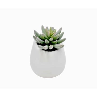 Round White Pot - Sedum