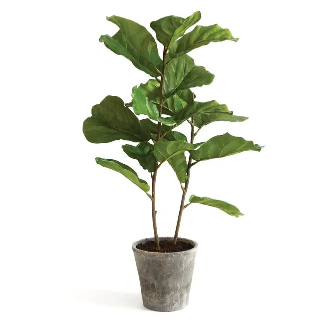 Potted Fiddle Leaf Fig