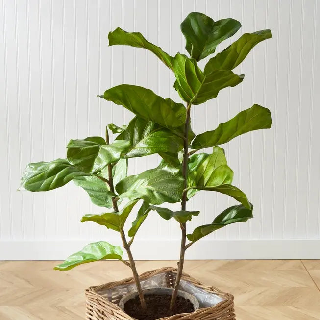 Potted Fiddle Leaf Fig