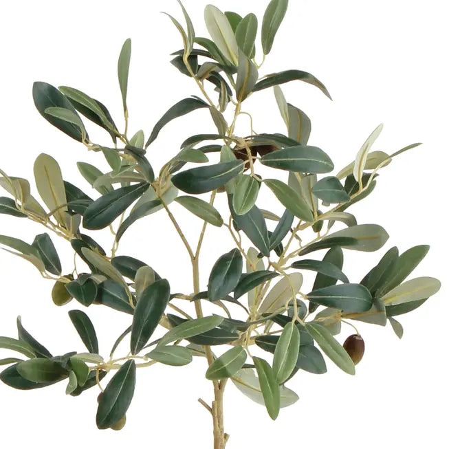 Potted Olive Tree with Fruit