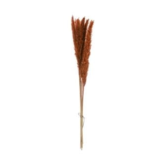 Dried Natural Pampas Grass - Saffron