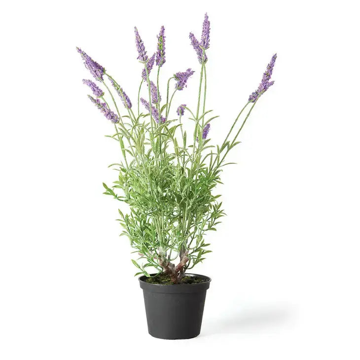 French Lavender Drop-In