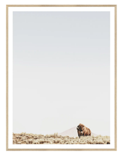 Sage Ridge, Buffalo - Medium