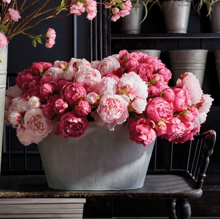 Pink Peonies, Bundle of 3
