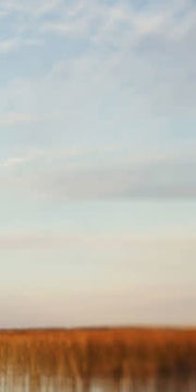 Late Summer Daydream III
