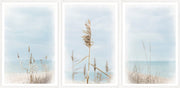Dune Grass Triptych