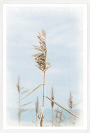 Dune Grass