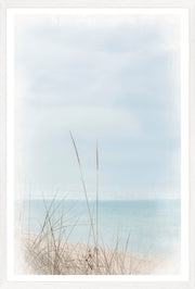 Dune Grass