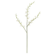 Orchid Stem