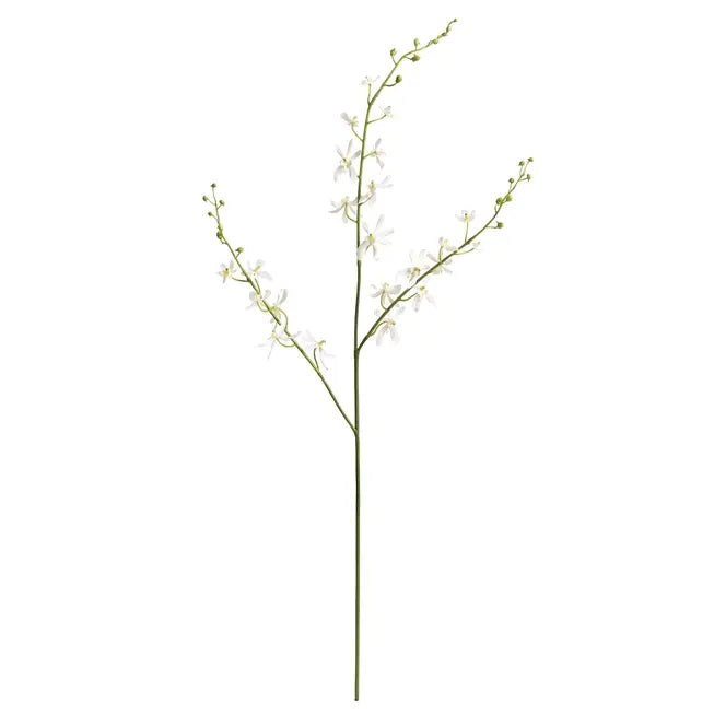 Orchid Stem