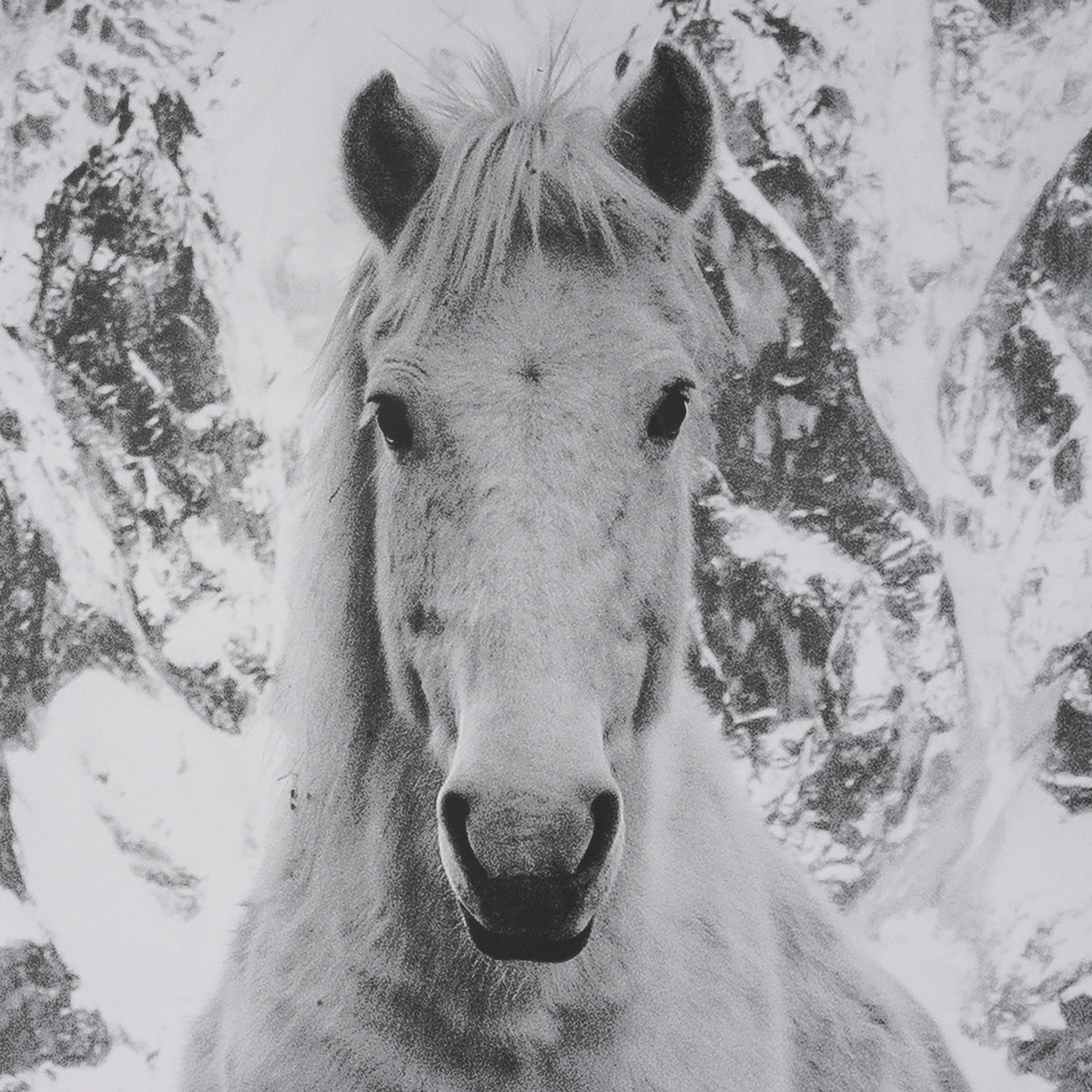 Majestic Mane - Snowscape by Matt Roseveare Framed Art Print Matted under Glass