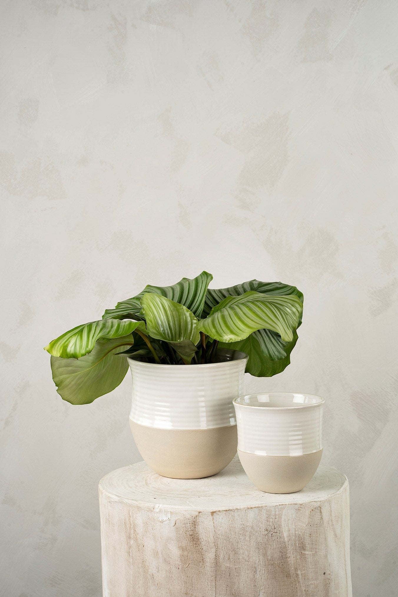 High Tide Pot - Large