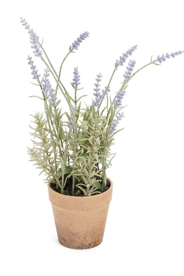 Lavender Plant