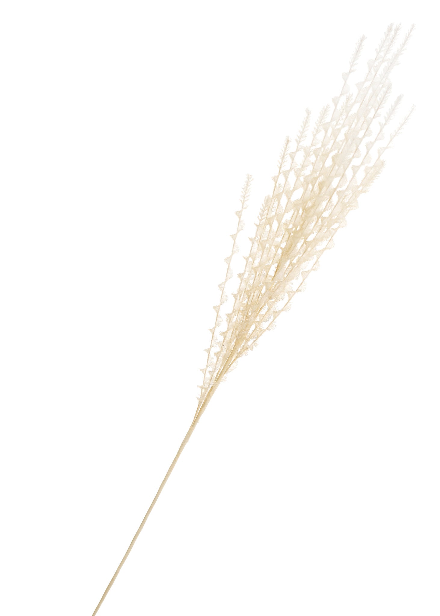 Beige Grass Stem