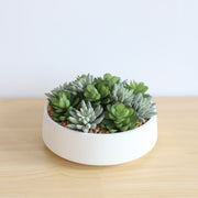 Eva Artificial Succulent Arrangement in Low White Pot