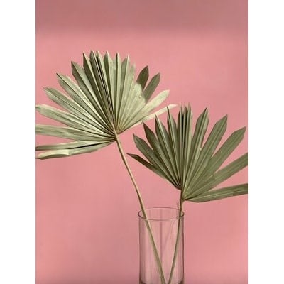 Fan Palm - Natural