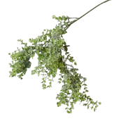 Boxwood Stem