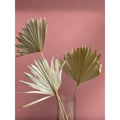 Fan Palm - Natural