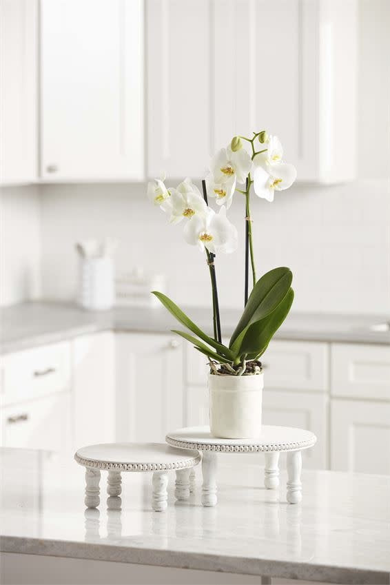 White Beaded Pedestal Trays (Set of 2)