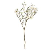 Dogwood Blossom Branch