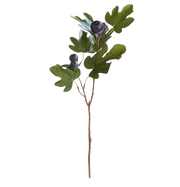 Fig Stem