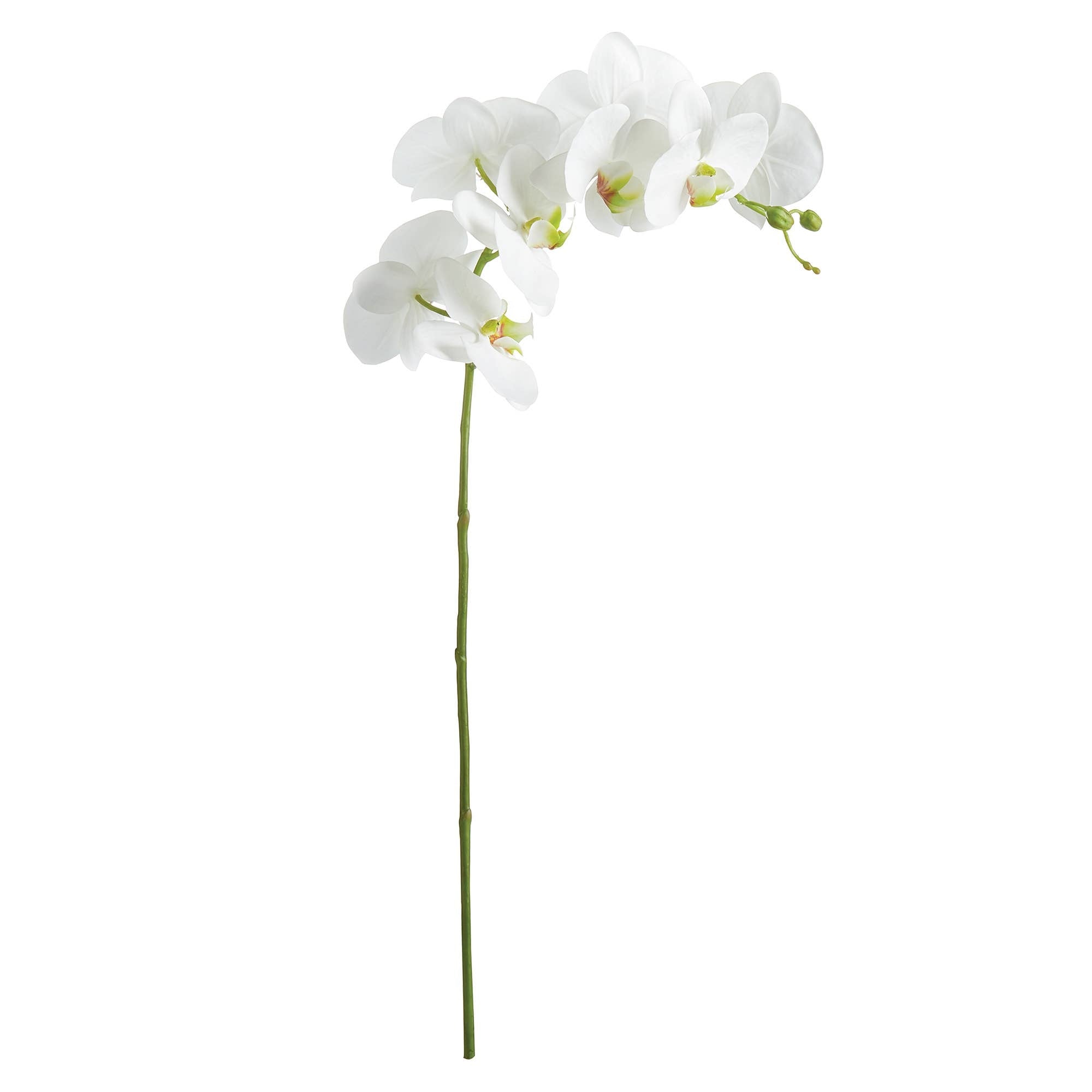 Phalaenopsis Orchid Stem 28"