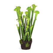 Sarracenia Drop-in