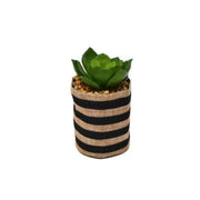 Succulent Jute Pot - Stripes