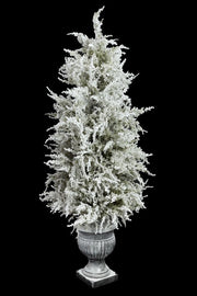 Snow Cedar Tree in Pot 5'