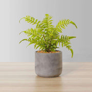 Kuta Potted Faux Fern