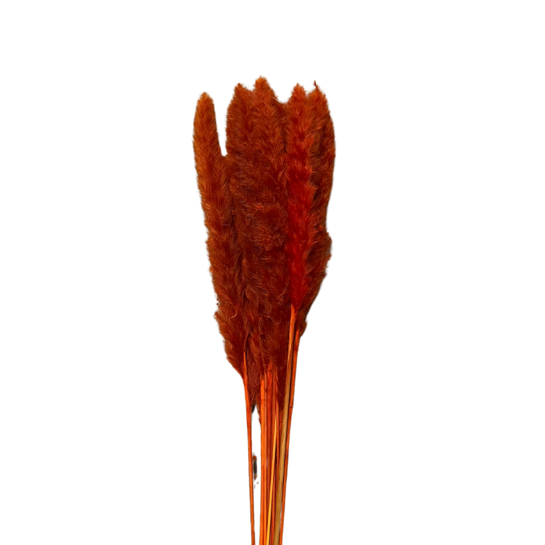 Dried Natural Pampas Grass - Saffron