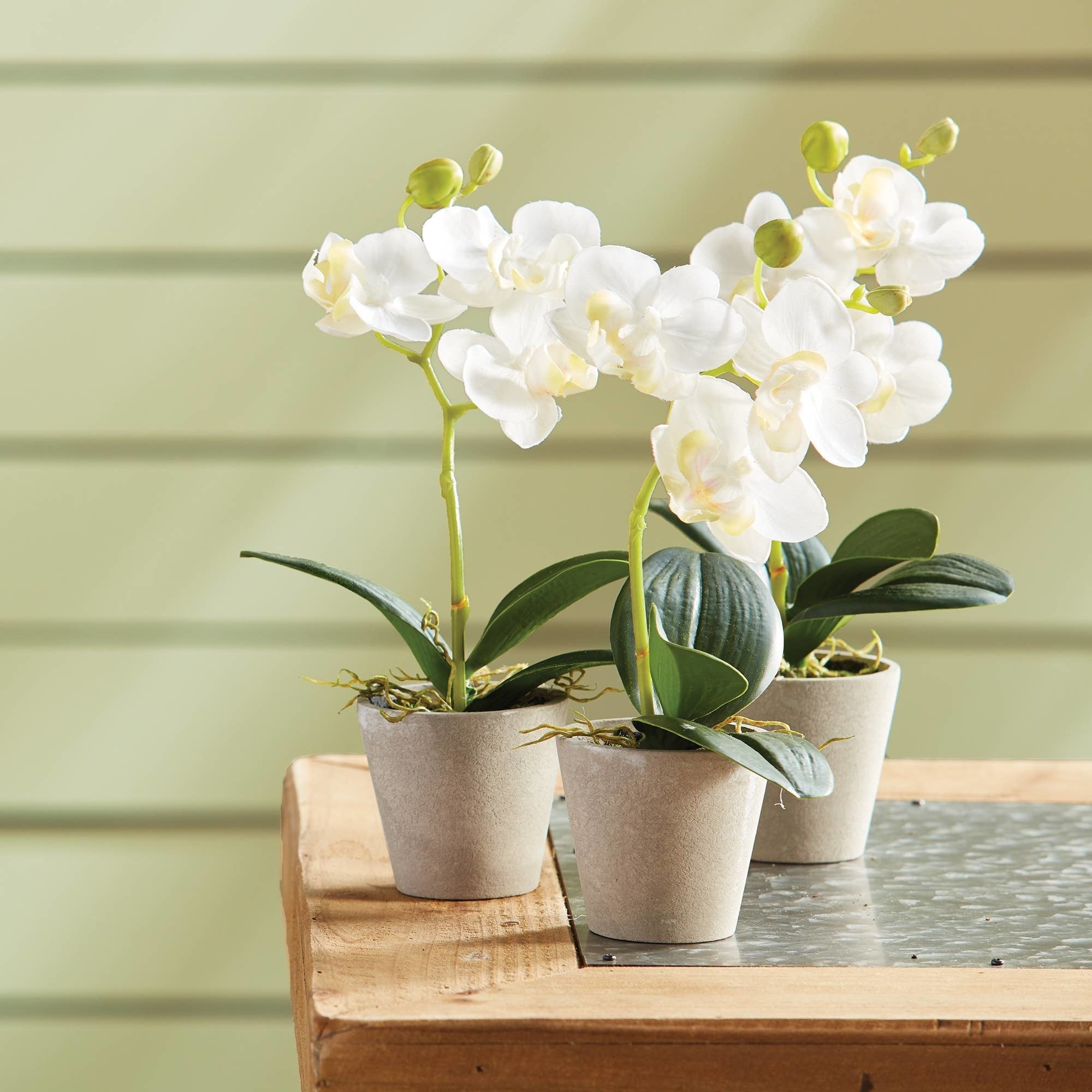 Mini Phalaenopsis Plant