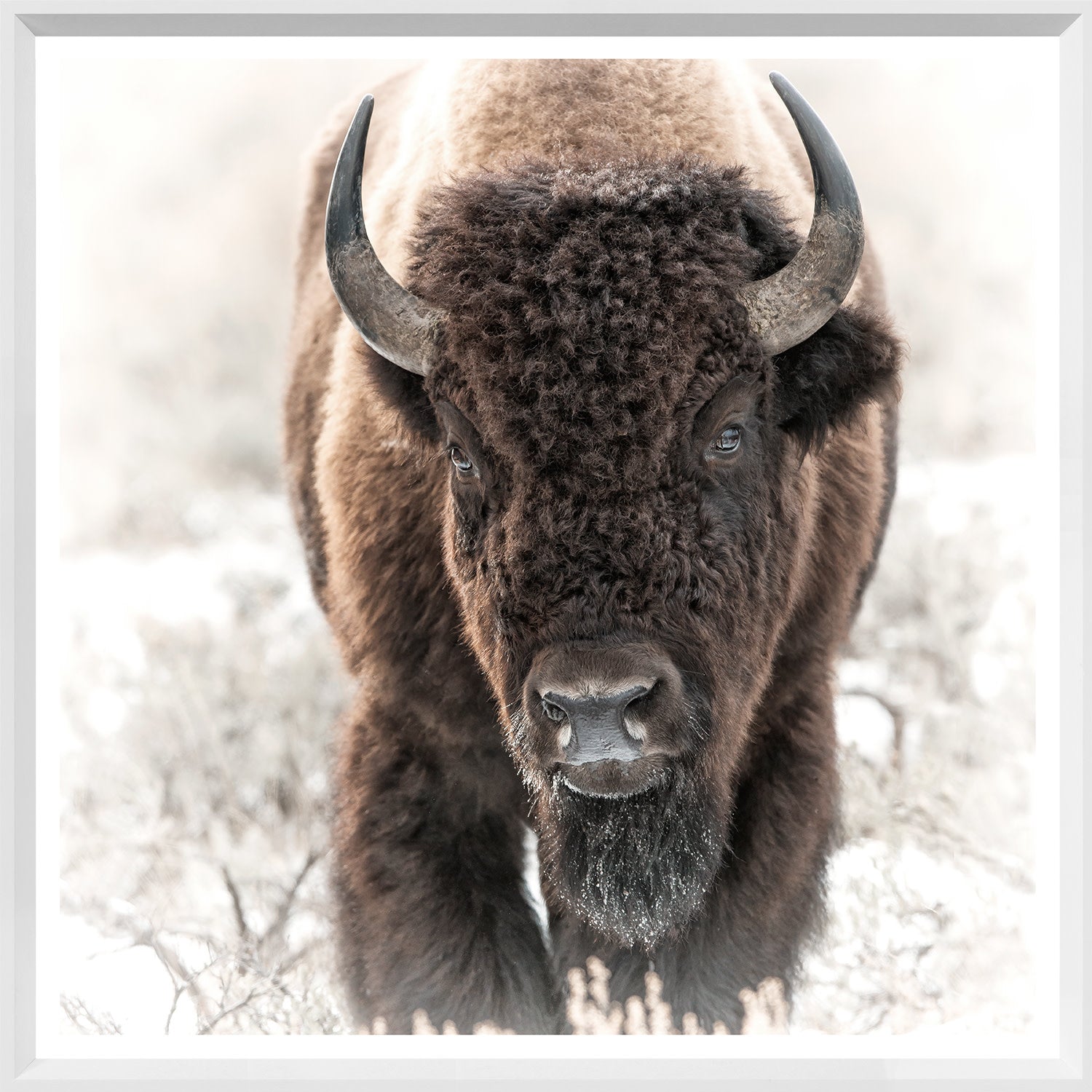 Bison in the Tetons - Mini