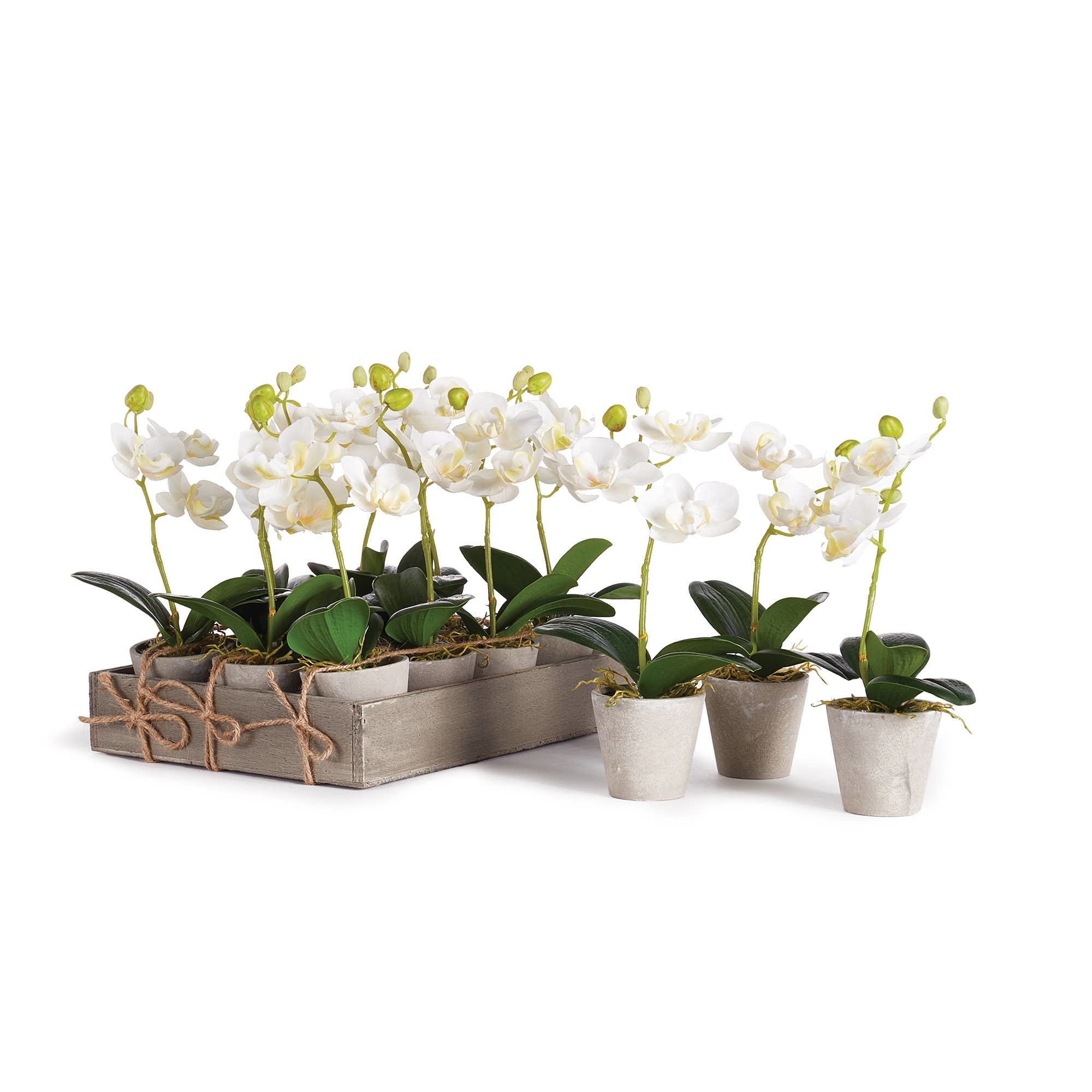 Mini Phalaenopsis Plant