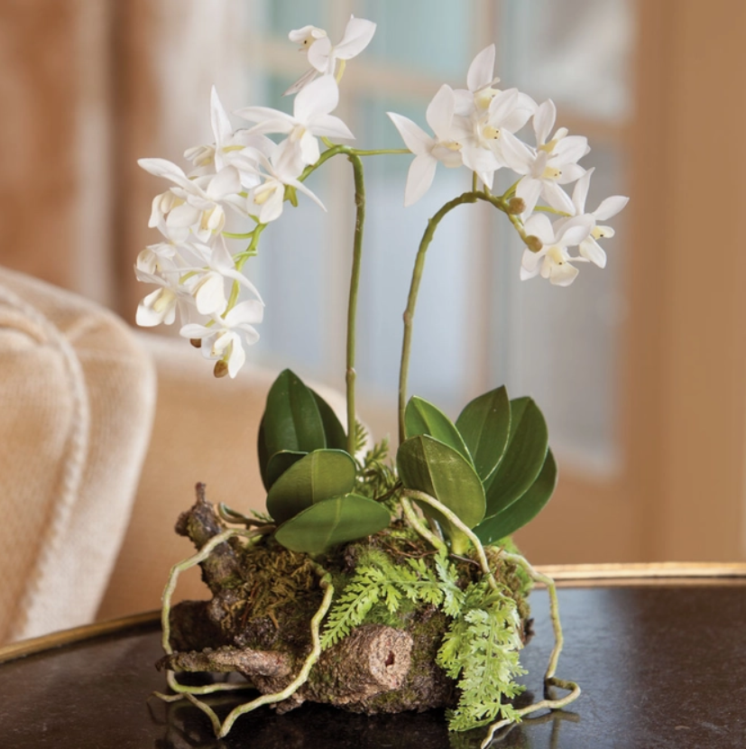 Mini Dendrobium Rustic Drop-In