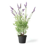 French Lavender Drop-In