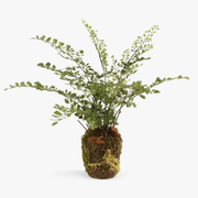 Maidenhair Drop-In - Large
