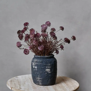 Melaleuca Purple Stem