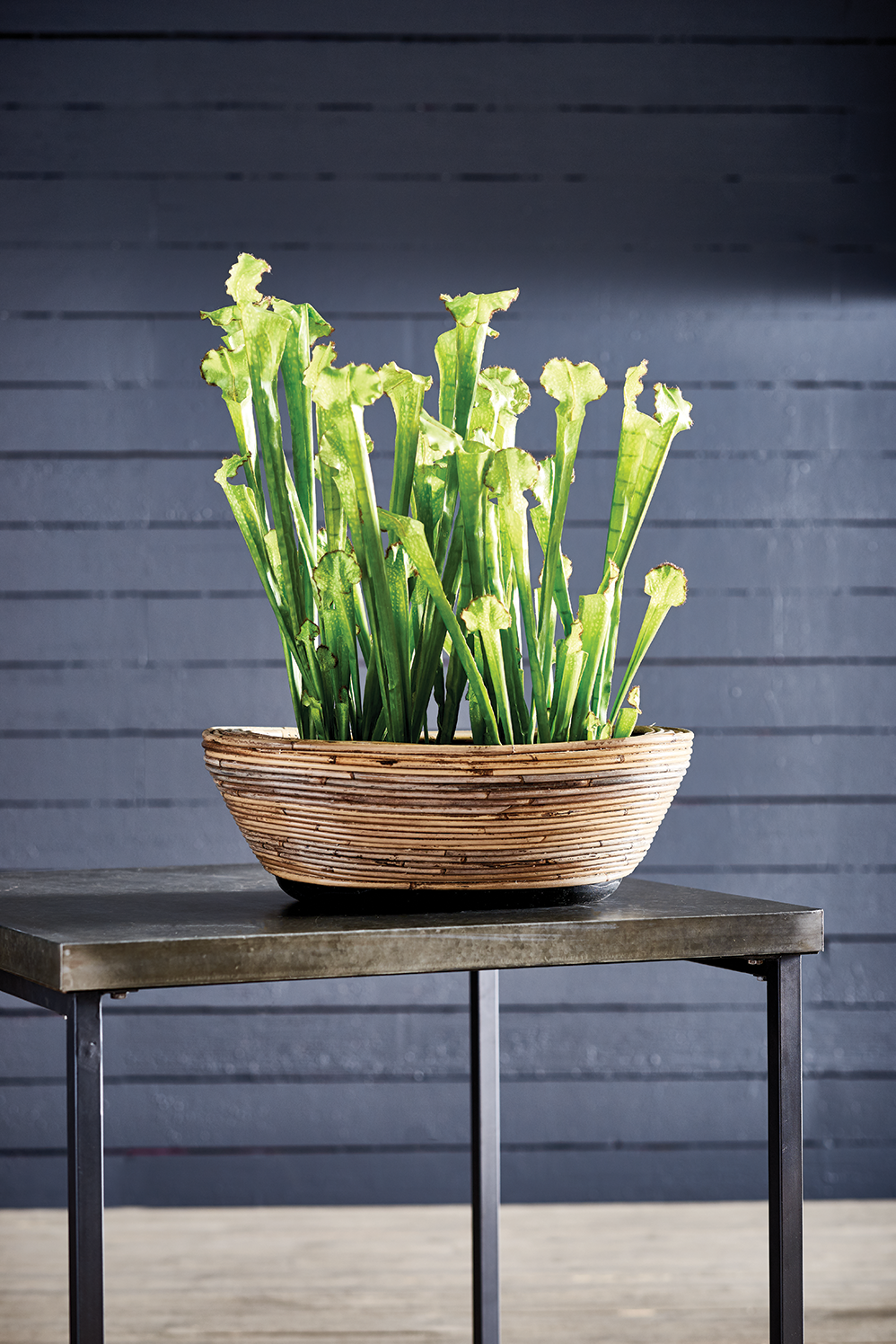 Sarracenia Drop-in